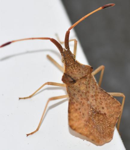 Réf. 279 907 : Syromastus rhombeus